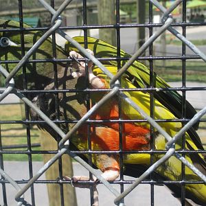 Patagonian conure