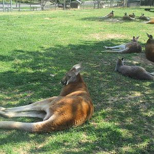 Red kangaroos