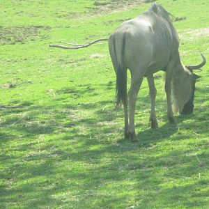 Wildebeest