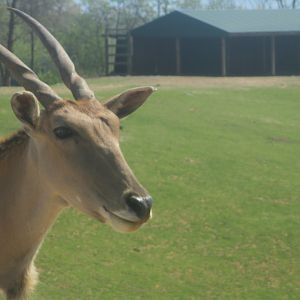 Common eland