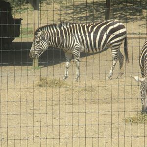 Grant's zebras