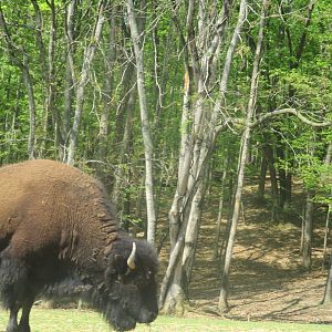 American bison