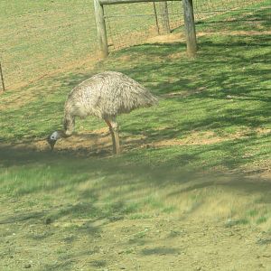 Emu