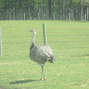 Greater rhea