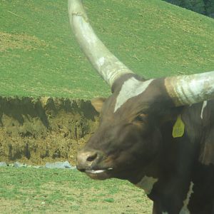 Watusi