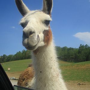 Llama