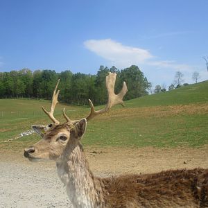 Fallow deer