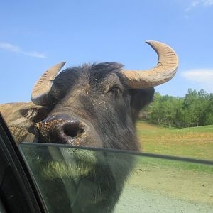 Water buffalo