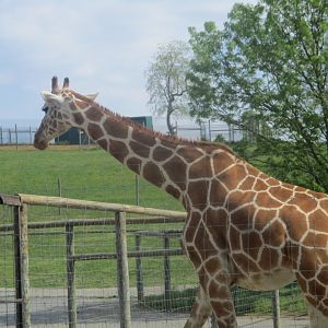 Giraffe