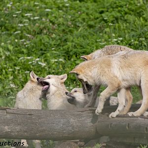 Wolf Pups - Almost a family shot