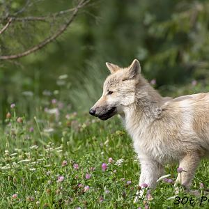 Running through the flowers