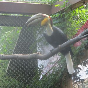 Blyth's hornbil