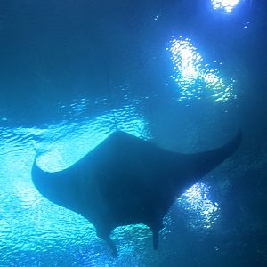 Manta ray