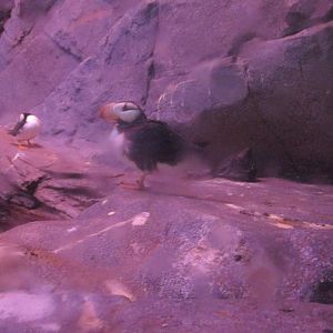 Horned puffins