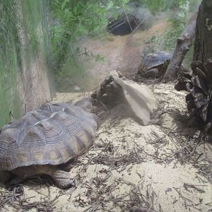 Desert tortoise