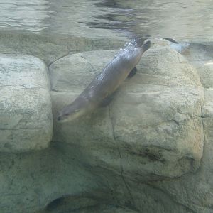 River otter
