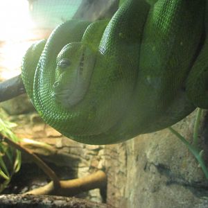 Green tree python