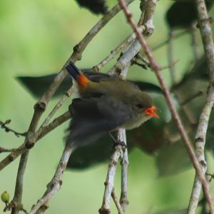 Bird ID? Cat Tien National Park