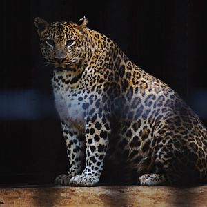 Maoming Forest Park - Leopard