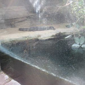 Terrariet Vissenbjerg - The rainforest - Crocodile exhibit