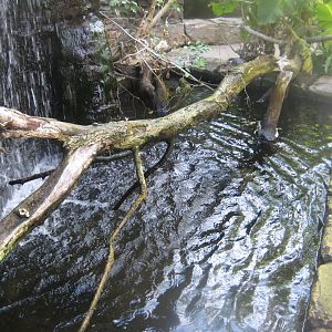 Terrariet Vissenbjerg - The rainforest - Waterfall pond
