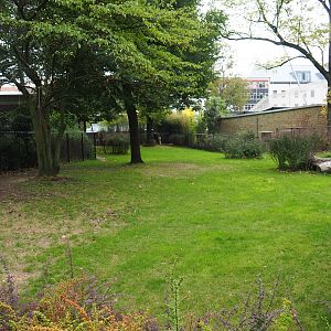 Okapi/Red duiker paddock