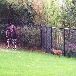 Okapi (Okapi johnstoni) and Red duiker (Cephalophus natalensis)