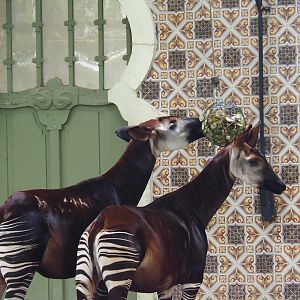 Okapis (Okapi johnstoni)