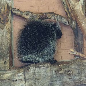 North American porcupine (Erethizon dorsatum)
