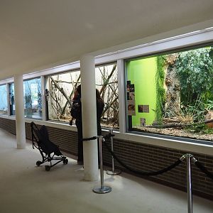 Small mammal and bird wing in the Ape House