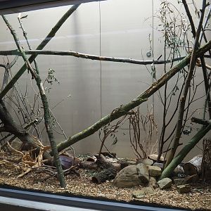 Enclosure Barbary striped grass mouse