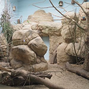 Enclosure Black-cheeked lovebird and Madagascar partridge
