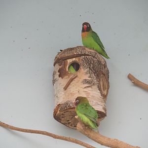 Black-cheeked lovebirds (Agapornis nigrigenis)