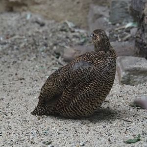 Madagascar Partridge (Margaroperdix madagarensis), female