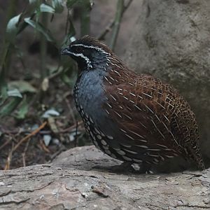Madagascar Partridge (Margaroperdix madagarensis), male