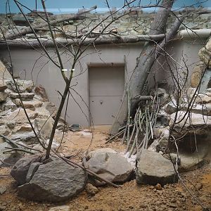 Enclosure common gundi (Ctenodactylus gundi)