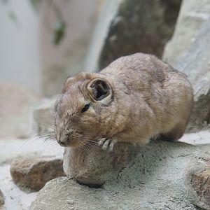Common gundi (Ctenodactylus gundi)
