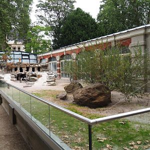 Rotunda Building - Black-footed penguin enclosure  - Nesting area