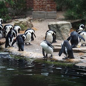 African black-footed penguins (Spheniscus demersus)