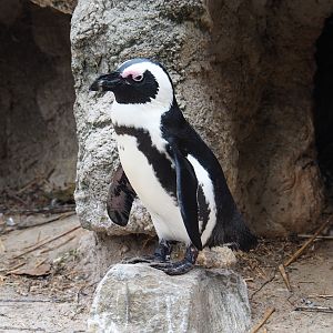 African black-footed penguin (Spheniscus demersus)