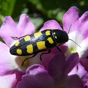 Bupretis octoguttata