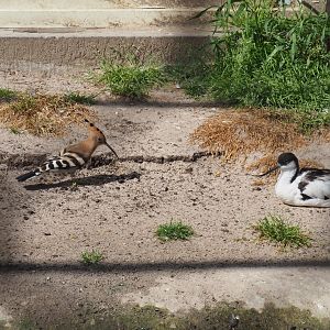 Hoopoe (Upupa epops) and Pied avocet (Recurvirostra avosetta)