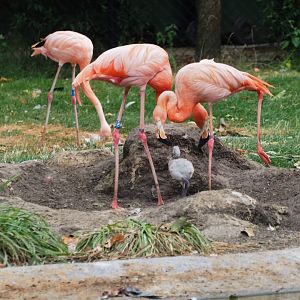 Caribbean flamingos (Phoenicopterus ruber) with chick