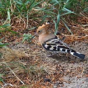 Hoopoe (Upupa epops)