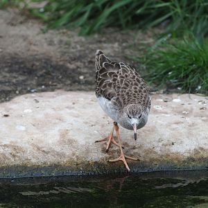 Redshank (Tringa totanus)