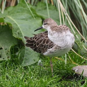 Female Ruff (Calidris pugnax)