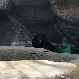 Apr. 2018 - American Black Bear
