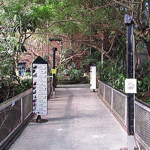 National Aviary Rainforest - YouTube