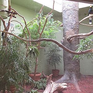 National Aviary Rhinoceros Hornbill - YouTube