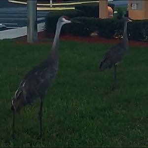 Sandhill Cranes - YouTube